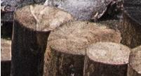 WoodFall7362a